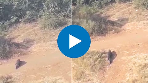 Kolhapur: वारणा नदीकाठी ७ फुटाच्या मगरीचा वावर; परिसरातील नागरिकांमध्ये भीतीचं वातावरण, व्हिडिओ व्हायरल 