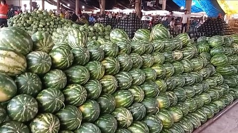 watermelon arrives in bulk at apmc market navi mumbai 