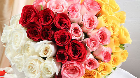 Rose Day 