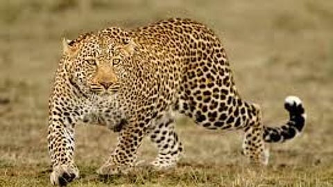 Leopard Attack