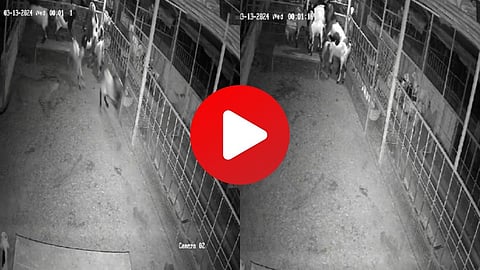 CCTV Footage