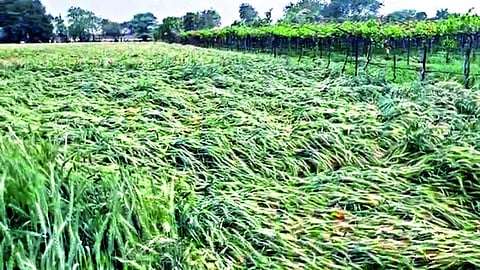 unseasonal rain causes damage to crops in yavatmal, washim, bhandara 