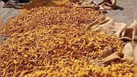 Turmeric Price
