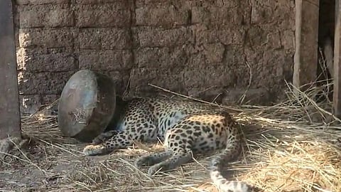 Sakri Leopard