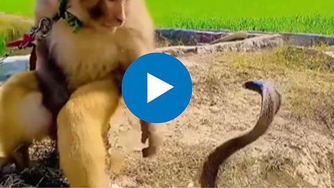  Viral Video