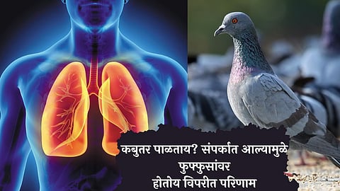 Pigeons Affect Health