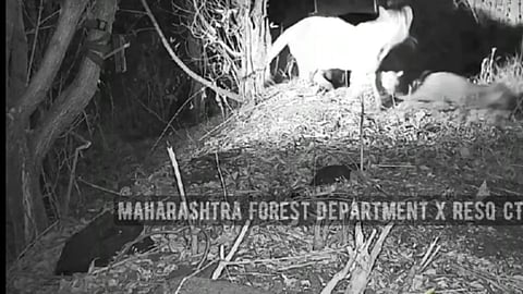 forest department reunites three leopard cubs with mother near satara