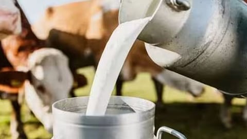 Milk Subsidy