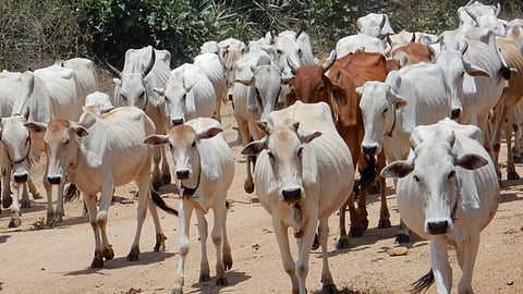 Bhandara Go Shala