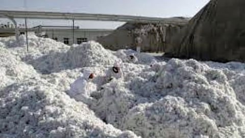 Cotton Price