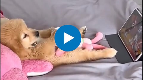 Viral Video