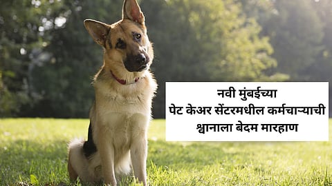dog beaten