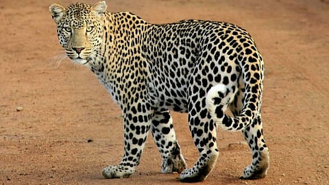 Leopard Attack