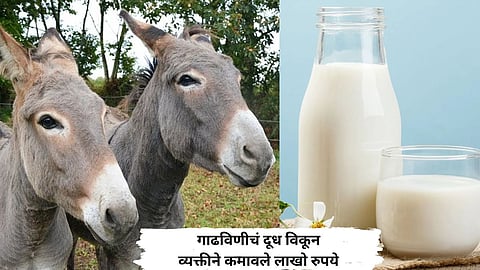 Donkey Milk