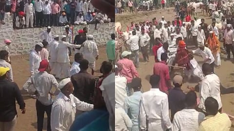 bullock cart race in shirur