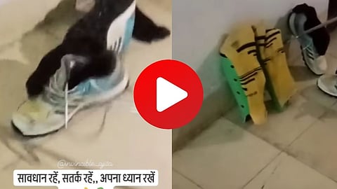video viral