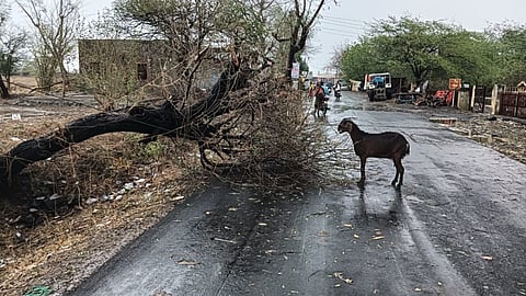 unseasonal rain hits akola