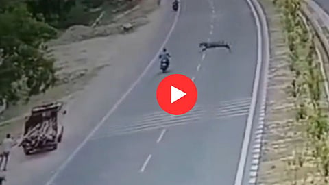 Viral Video News: 