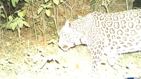 Vasai Fort Leopard