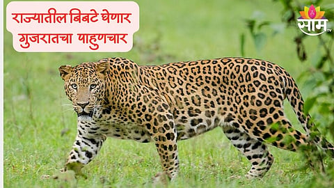 Junnar Lepoard News
