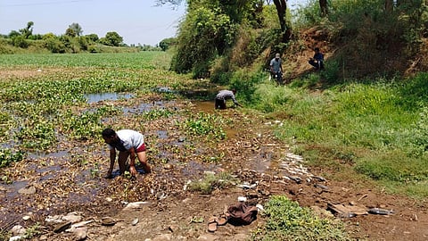 thousands fish found dead in panchganga river 