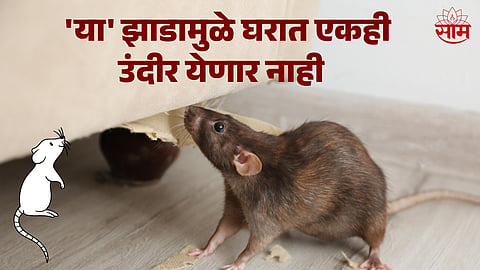 Rat Not Enter Your House 