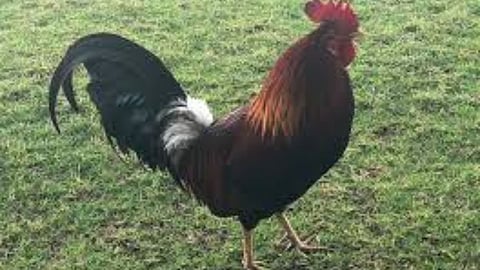 Assam News: एका कोंबड्यानं घेतला ३ जणांचा जीव; विहिरीत सापडले तिघांचे मृतदेह 