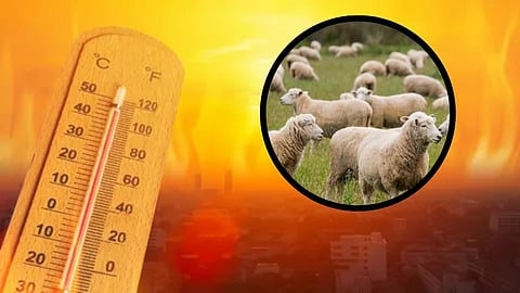  शेळ्या आणि  मेंढ्यांचा मृत्यू