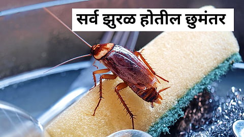 Cockroach Free Home 