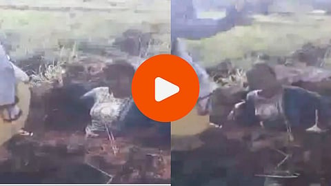 Pune News: धक्कादायक! शेतकऱ्याच्या मुलीला शेतामध्येच जीवंत गाडण्याचा प्रयत्न, पुण्यातल्या राजगडमधील घटना; VIDEO व्हायरल 