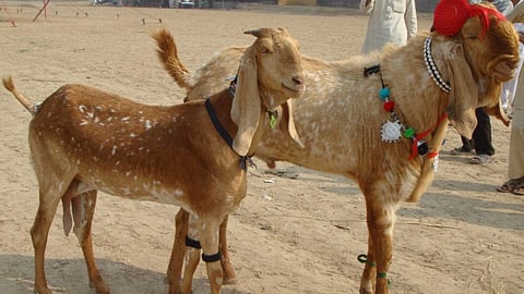 Beetal Goat: बीटल शेळी मिळवून देते Maximum नफा; दूध आणि मांसासाठी आहे भारी 