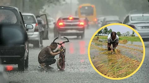 राज्यात अवकाळी पाऊस 