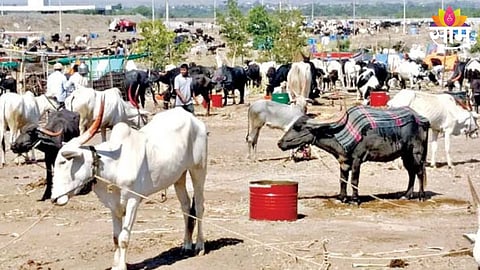 Marathwada News: पाणी- चाऱ्याअभावी पशुधनाची विक्री; शेतकऱ्यांसमोर बिकट प्रश्न