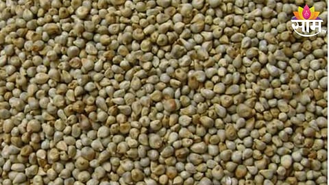 Bajari Price: बाजरीच्या दरात ६०० रुपयांची घसरण; शेतकऱ्यांचे आर्थिक नुकसान