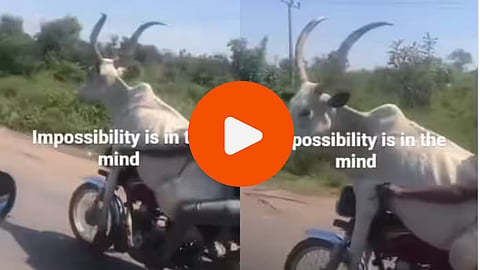 Cow Bike Riding Video: सगळं काही शक्य! गायीने केली बाईक रायडिंग, VIDEO चा सोशल मीडियावर धुमाकूळ