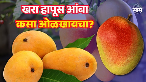 How To Identify A Hapus Mango