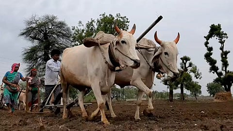 complusion of cibil to farmers for crop loan