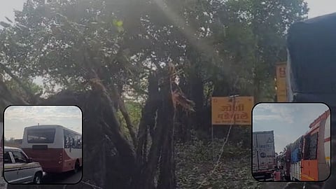Raigad Rain: मुंबई-गोवा महामार्गाला वादळाचा फटका, झाड कोसळल्याने दोन्ही बाजूची वाहतूक ठप्प; वाहनांच्या लांबच लांब रांगा 