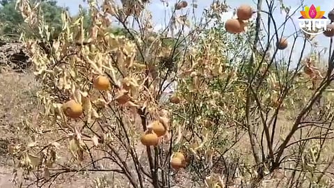 loss of mosambi farm in jalna 