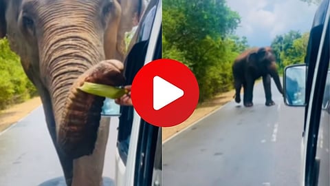 Elephant Trunk in Car