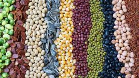 Tips for Buying Seeds: शेतक-यांनाे! बियाणे खरेदी करण्यापूर्वी अशी घ्या काळजी, वाचा कृषी विभागाच्या महत्वपूर्ण सूचना