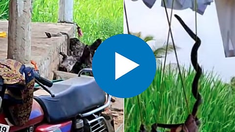Viral Video