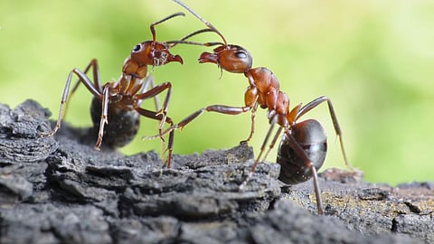 Astro Tips Ants