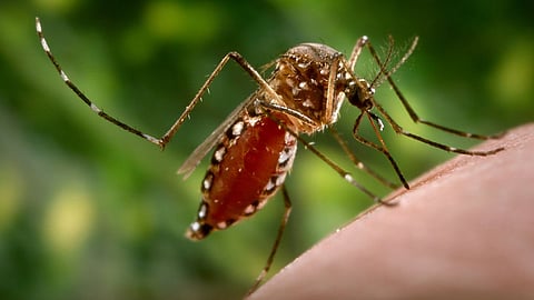 Kolhapur Dengue: कोल्हापूर जिल्ह्यात डेंग्यूचा कहर; ३०० हून अधिक ग्रामस्थांना लागण, प्रत्येक घरात २ ते ३ जण बाधित