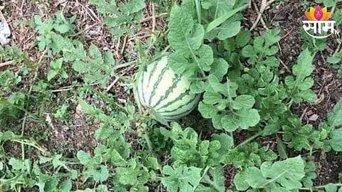 Watermelon