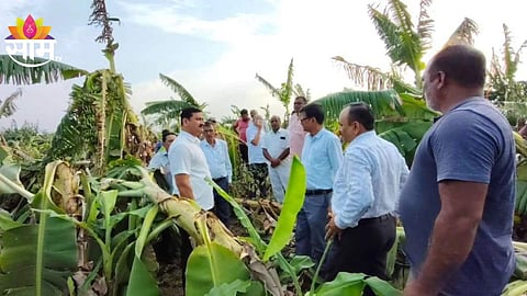 Nandurbar Weather: वादळी वाऱ्यामुळे ८३ हेक्टरला फटका; शहादा तालुक्यात केळी, पपई, फळबागांचे नुकसान