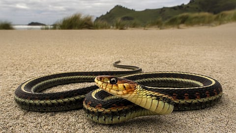 Snake 