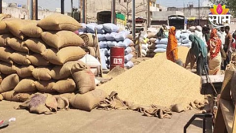 Jwari Price: आवक घटल्याने ज्वारीच्या दारात वाढ; हंगाम संपण्यावर आल्याने आवक घटली