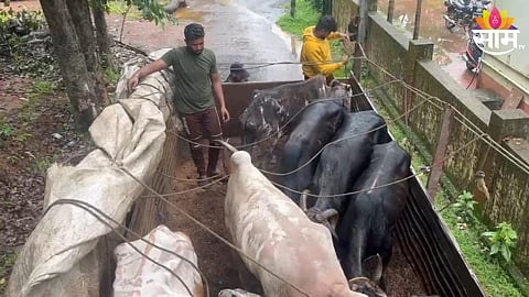 amboli police arrests 4 from karnataka along with animals