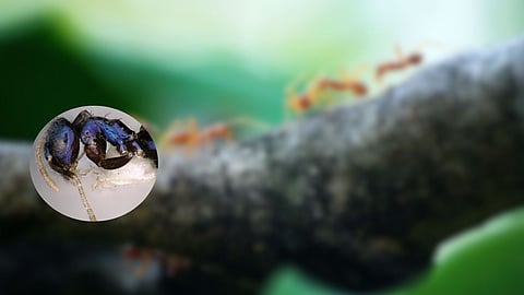 Blue Ant in Arunachal: अरुणाचल प्रदेशात सापडली निळ्या मुंगीची वेगळी प्रजाती